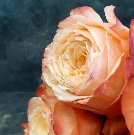 Букет из 13 пионовидных роз Кахала 60см