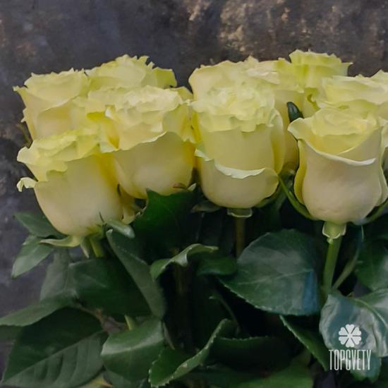 Букет из 13 белых роз Мондиаль 70см