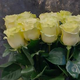 Букет из 13 белых роз Мондиаль 70см