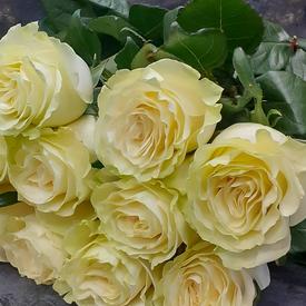 Букет из 13 белых роз Мондиаль 70см