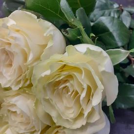 Букет из 13 белых роз Мондиаль 70см