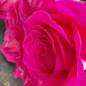 Букет из 13 розовых роз Пинк Флойд 70см