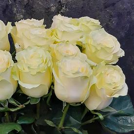 Букет из 15 белых роз Мондиаль 70см