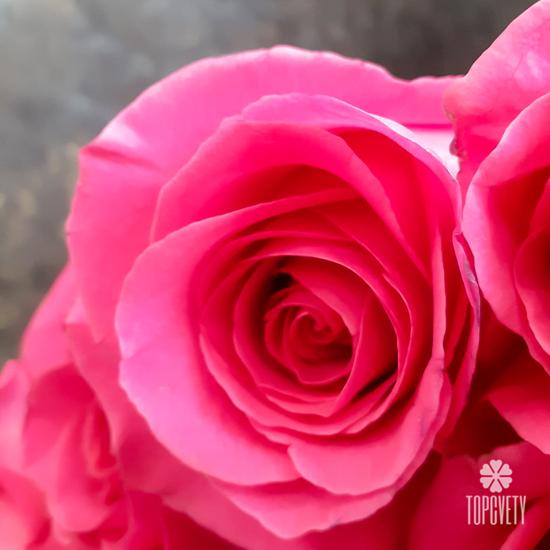 Букет из 15 розовых роз Пинк Флойд