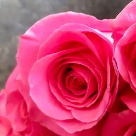 Букет из 15 розовых роз Пинк Флойд