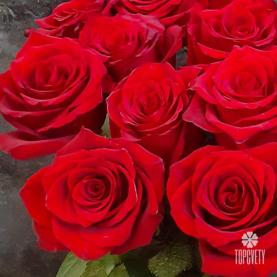 Букет из 15 красных роз Эксплорер 70см
