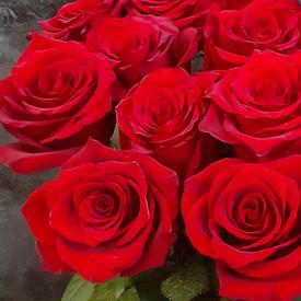 Букет из 15 красных роз Эксплорер 70см