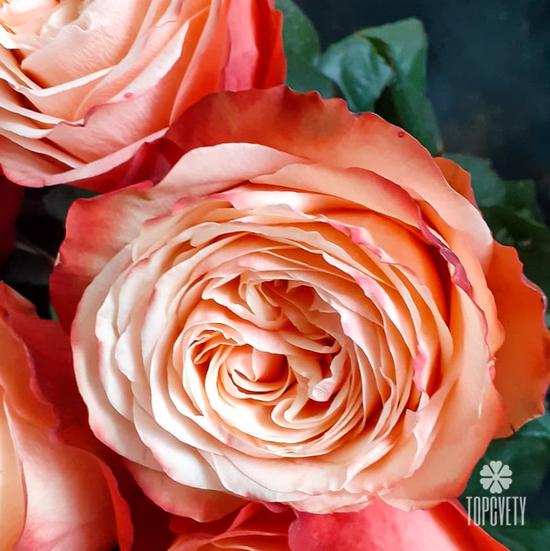 Букет из 19 пионовидных роз Кахала 60см