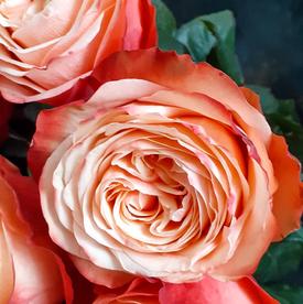 Букет из 19 пионовидных роз Кахала 60см