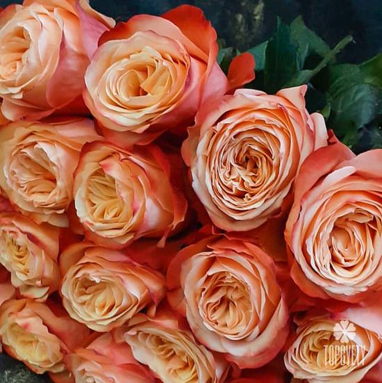 Букет из 19 пионовидных роз Кахала 60см