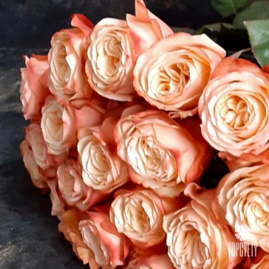 Букет из 19 пионовидных роз Кахала 60см