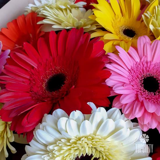 Букет из 21 герберы микс