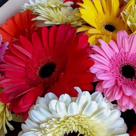 Букет из 21 герберы микс