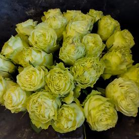 Букет из 25 желтых пионовидных роз Лимонад 50см