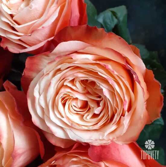 Букет из 21 пионовидной розы Кахала 60см