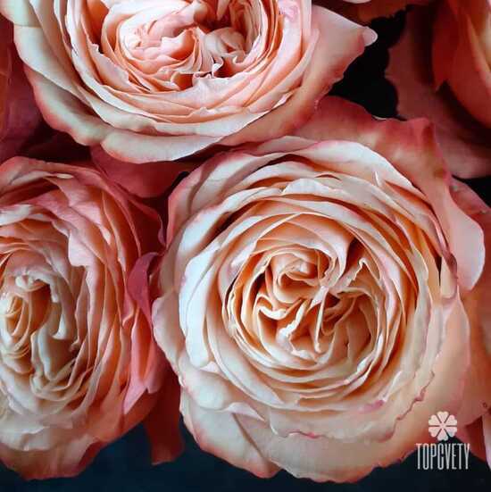 Букет из 21 пионовидной розы Кахала 60см