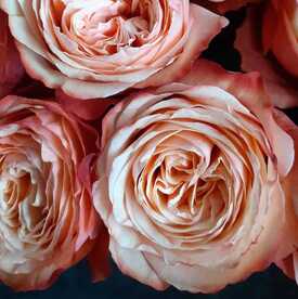 Букет из 21 пионовидной розы Кахала 60см