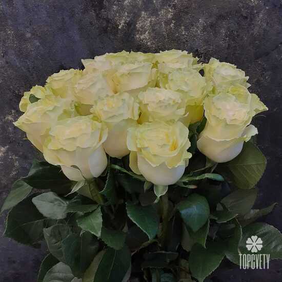 Букет из 21 белой розы Мондиаль 70см