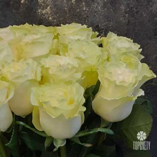 Букет из 21 белой розы Мондиаль 70см