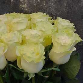 Букет из 21 белой розы Мондиаль 70см