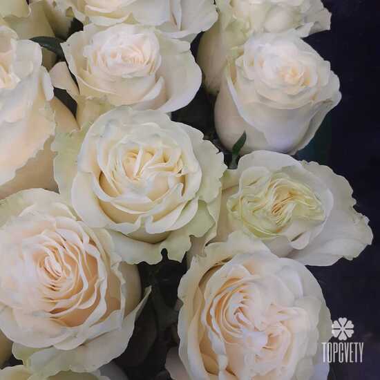 Букет из 21 белой розы Мондиаль 70см