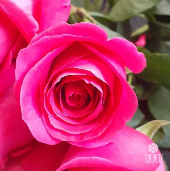 Букет из 21 розовой розы Пинк Флойд 