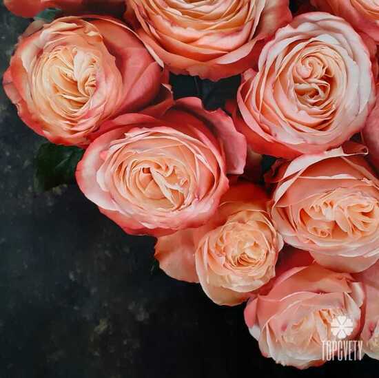 Букет из 23 пионовидных роз Кахала 60см