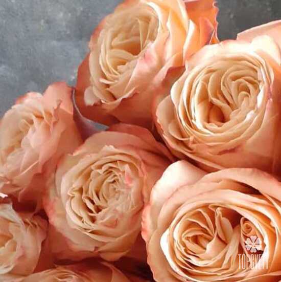 Букет из 23 пионовидных роз Кахала 60см