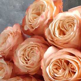 Букет из 23 пионовидных роз Кахала 60см