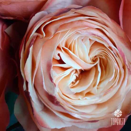 Букет из 23 пионовидных роз Кахала 60см