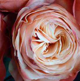 Букет из 23 пионовидных роз Кахала 60см