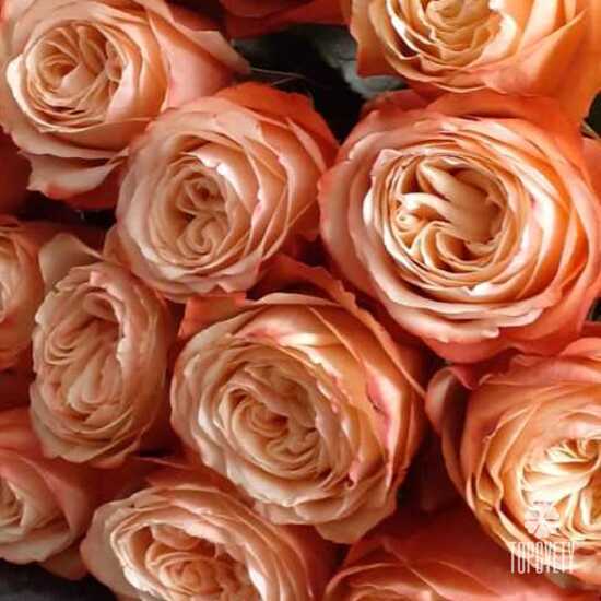 Букет из 23 пионовидных роз Кахала 60см