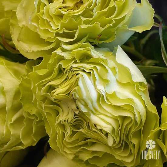 Букет из 17 роз Лимонад 50см