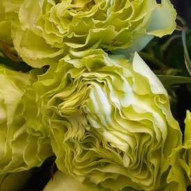 Букет из 17 роз Лимонад 50см