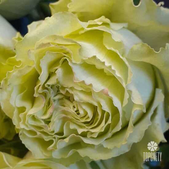 Букет из 17 роз Лимонад 50см