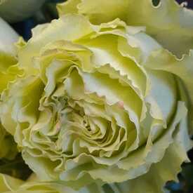 Букет из 17 роз Лимонад 50см