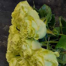 Букет из 19 желтых пионовидных роз Лимонад 50см