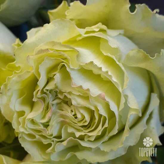 Букет из 19 желтых пионовидных роз Лимонад 50см