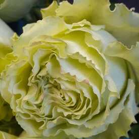 Букет из 19 желтых пионовидных роз Лимонад 50см