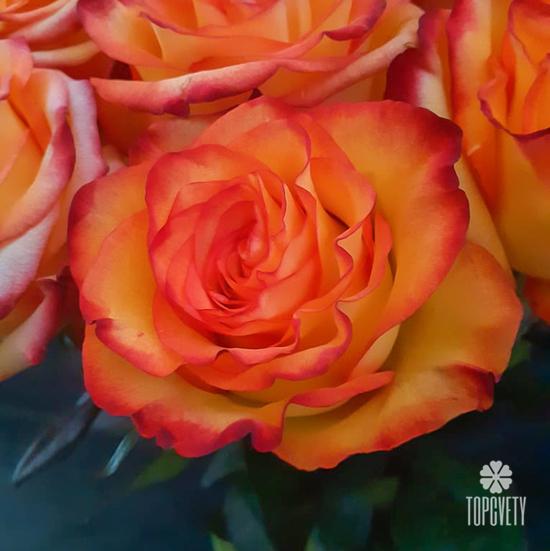 Букет из 11 оранжевых роз 50см