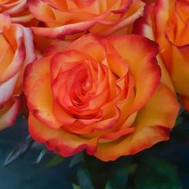 Букет из 11 оранжевых роз 50см