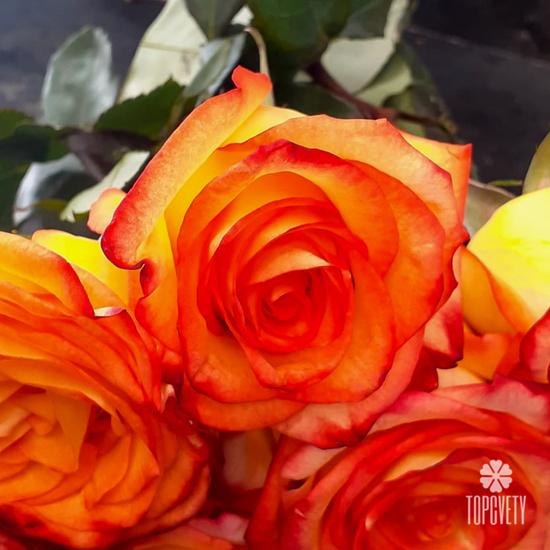 Букет из 11 оранжевых роз 50см