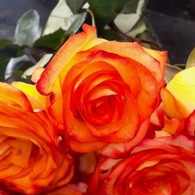 Букет из 11 оранжевых роз 50см