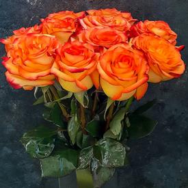 Букет из 11 оранжевых роз 50см