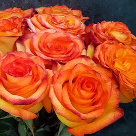 Букет из 11 оранжевых роз 50см