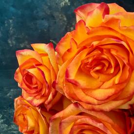 Букет из 11 оранжевых роз 50см