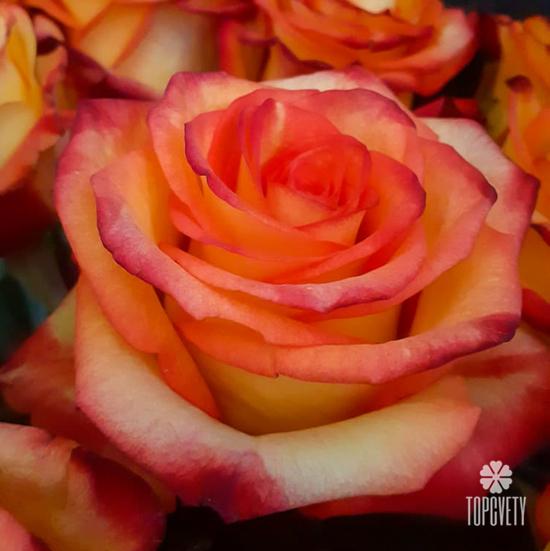 Букет из 15 оранжевых роз 50см