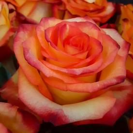 Букет из 15 оранжевых роз 50см