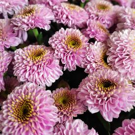 Букет из 21 розовой кустовой хризантемы