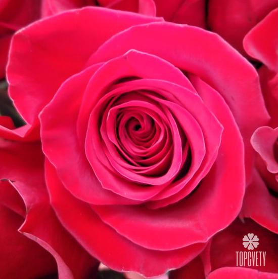 Букет из 17 красных роз Эксплорер 70см